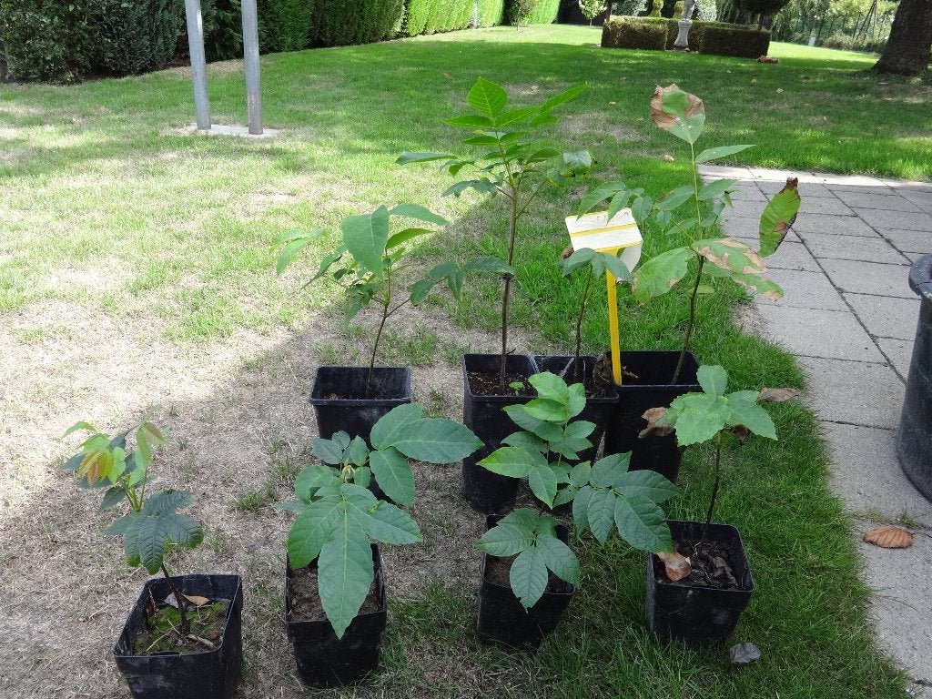 Noyers, Jardin & Terrasse, Enlèvement