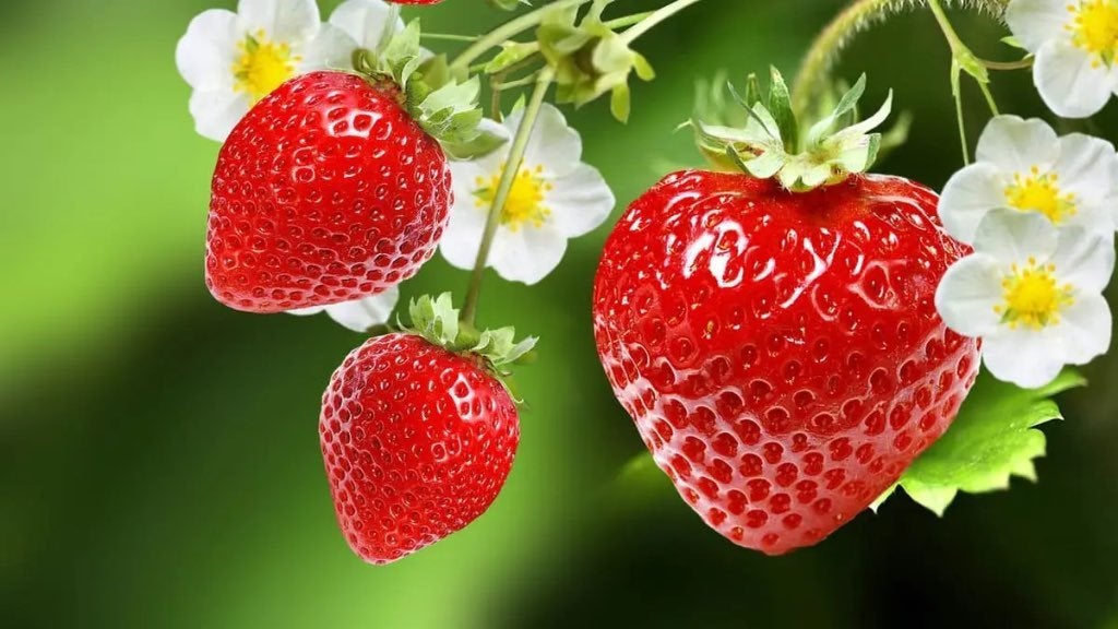 aardbeiplanten, Tuin en Terras, Planten | Tuinplanten, Ophalen, Volle zon, Vaste plant, Zomer