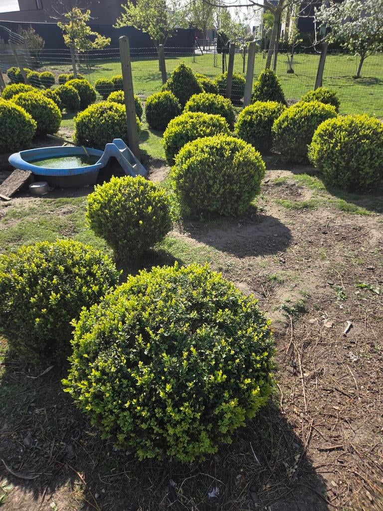 Buxus bollen, Ophalen, Buxus
