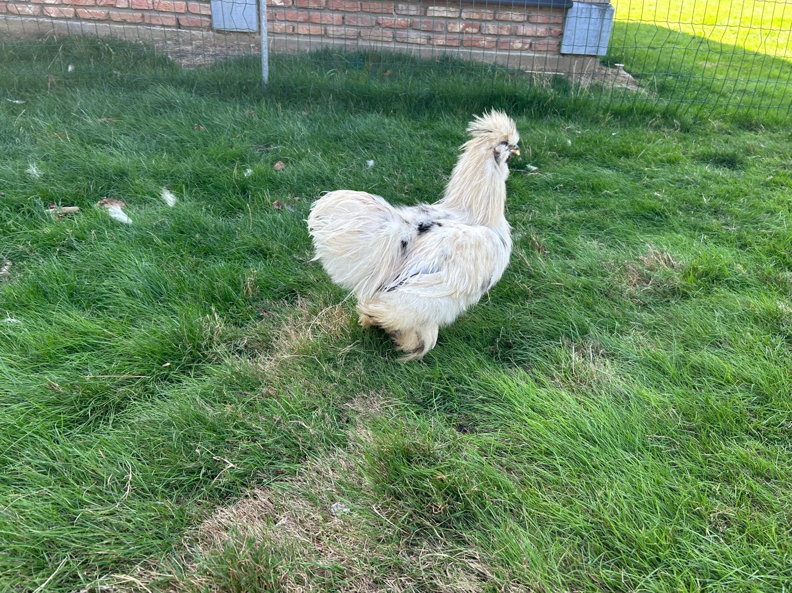 Jonge zijdehoen haan, Dieren en Toebehoren