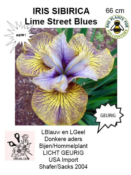 IRIS SIBIRICA nieuwe, Tuin en Terras, Overige soorten, Volle zon, Vaste plant, Ophalen of Verzenden