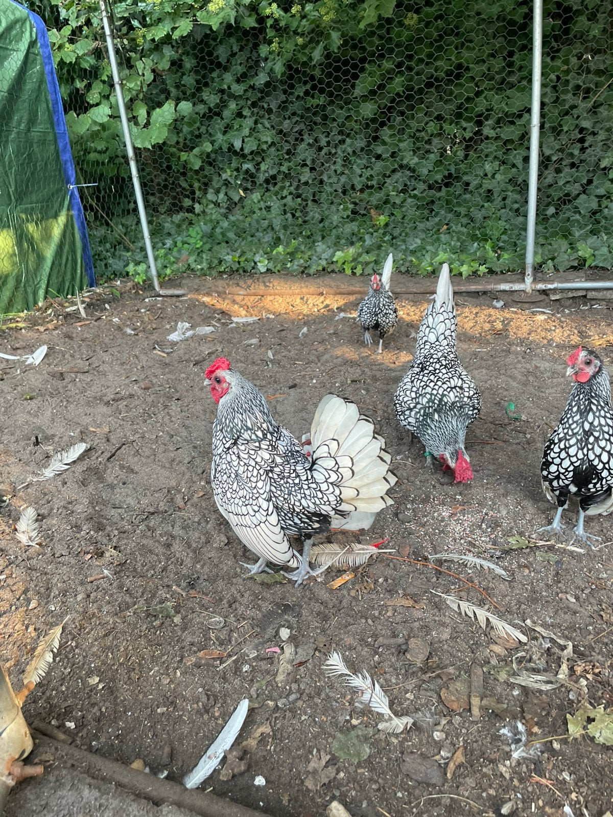 Sebright zilver zwart gezoomd, Mâle, Poule ou poulet