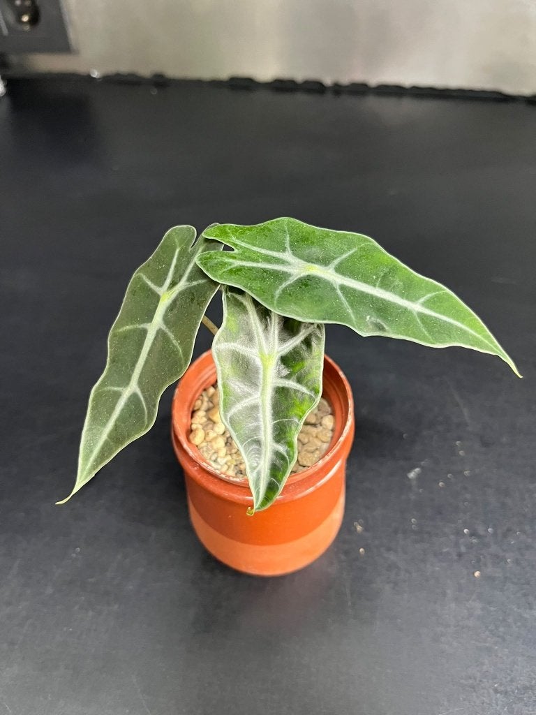 Plante d'intérieur Alocasia Polly, Maison & Meubles, Autres espèces, Enlèvement ou Envoi, Plante à fleurs, Moins de 100 cm