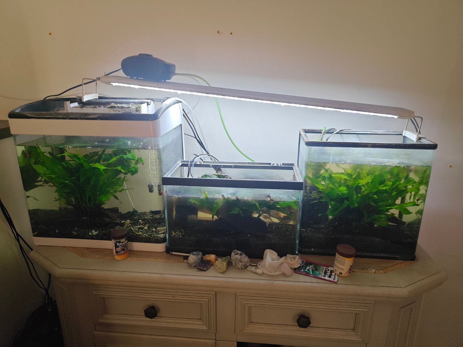 Garnalen kweek bak  vol garnalen, Dieren en Toebehoren, Vissen | Aquaria en Toebehoren, Ophalen