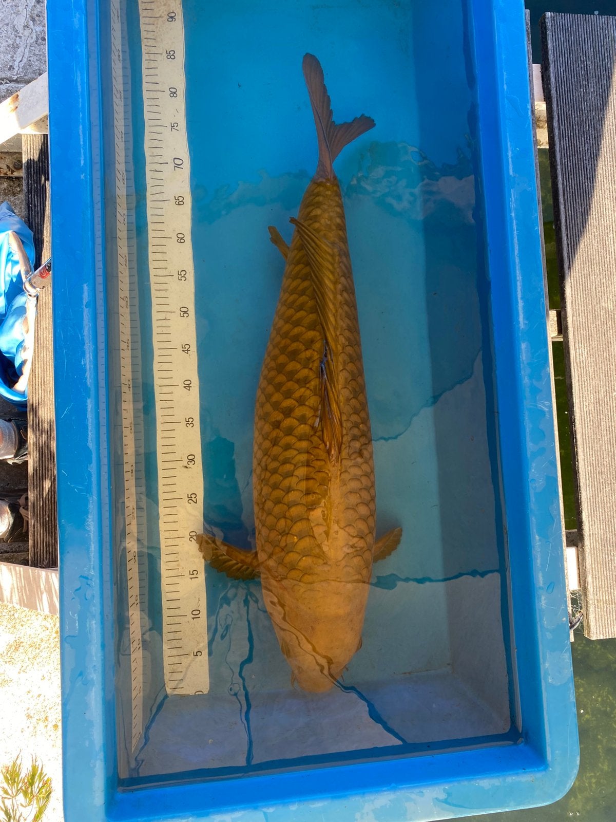 Japanse koi chagoi 75cm, Karper of Koi