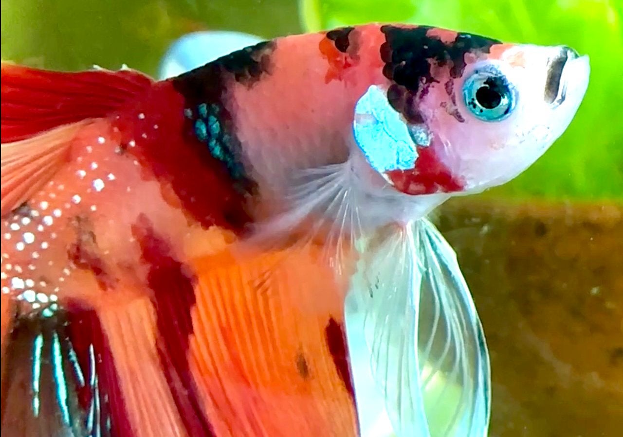 Betta - Competition Grade - HalfMoon Galaxy Candy, Dieren en Toebehoren, Vis, Zoetwatervis