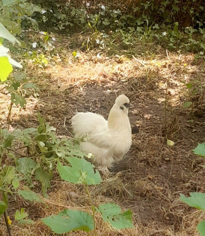 Zijdehoen hen kip en zijdehoen, Dieren en Toebehoren, Vrouwelijk, Kip