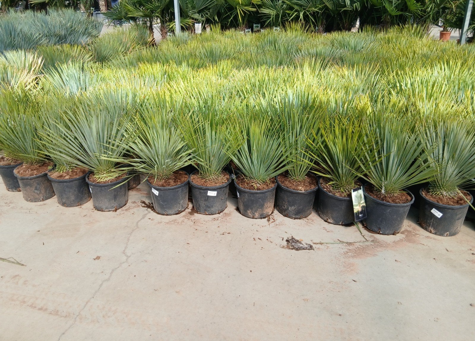 ‼️yucca rostrata aan promoprijzen ‼️, Tuin en Terras, Ophalen