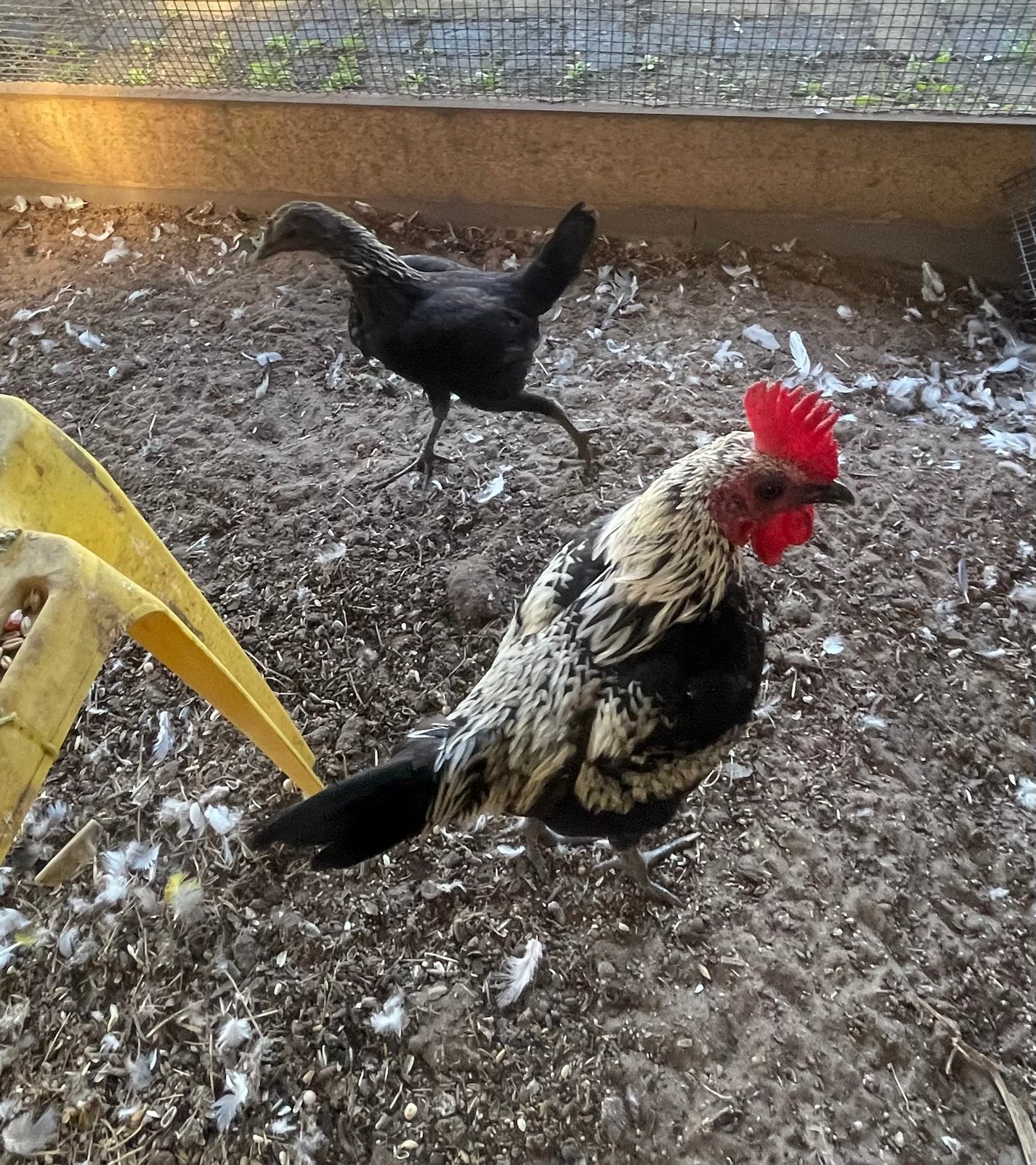 Modern engelse vechtkriel, Meerdere dieren, Kip