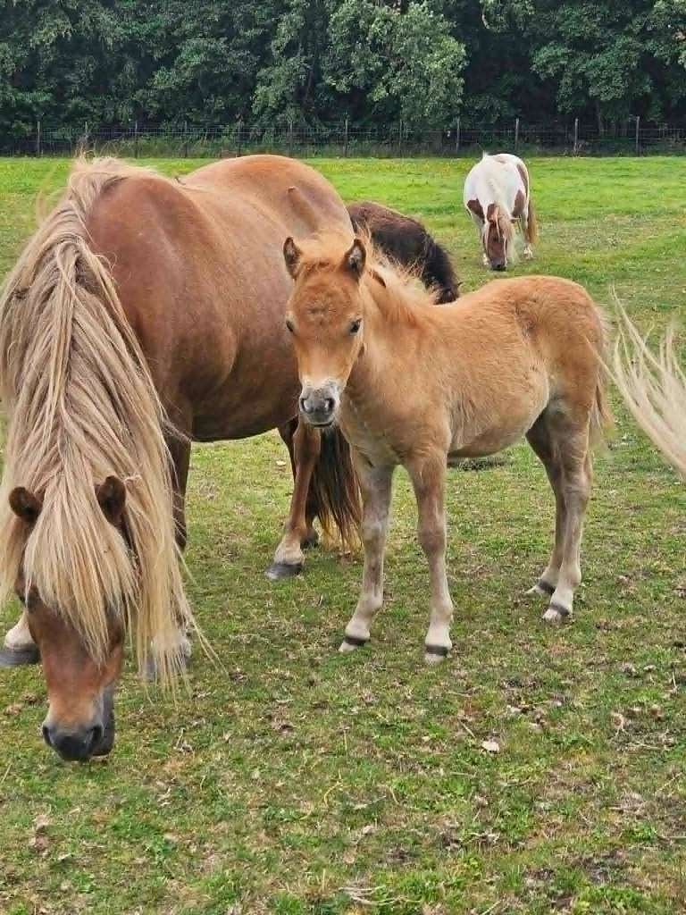 Grote shetlandermerrie met merrieveulen, Merrie, M, Gechipt