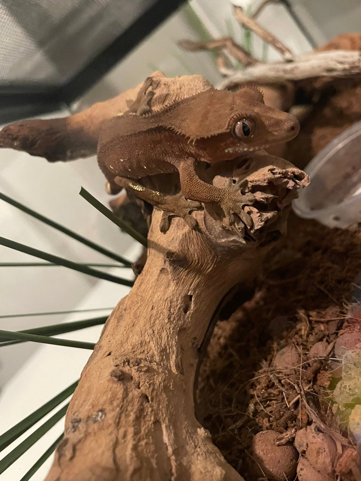 Wimpergekko te koop, Dieren en Toebehoren, Reptielen en Amfibieën, Met terrarium
