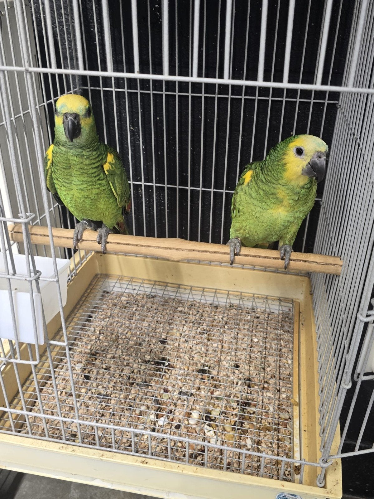 Jonge tamme Geelschouder Amazones met DNA en getest op alle, Plusieurs animaux, Perroquet, Domestique