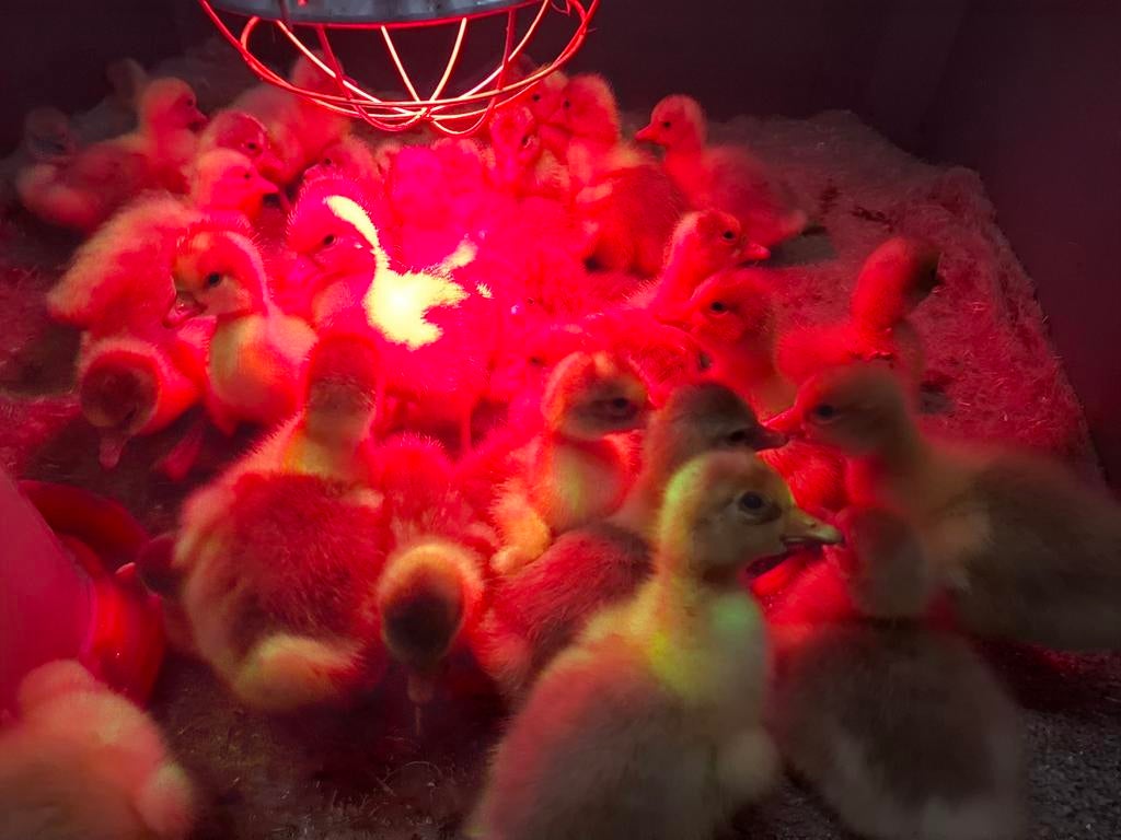 Kuikens ganzen kuikentjes van witte boerenganzen, Dieren en Toebehoren, Meerdere dieren, Gans of Zwaan