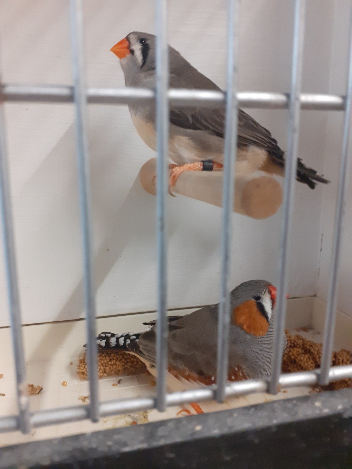 jong koppel zebravinken, Dieren en Toebehoren, Vogels | Overige Vogels