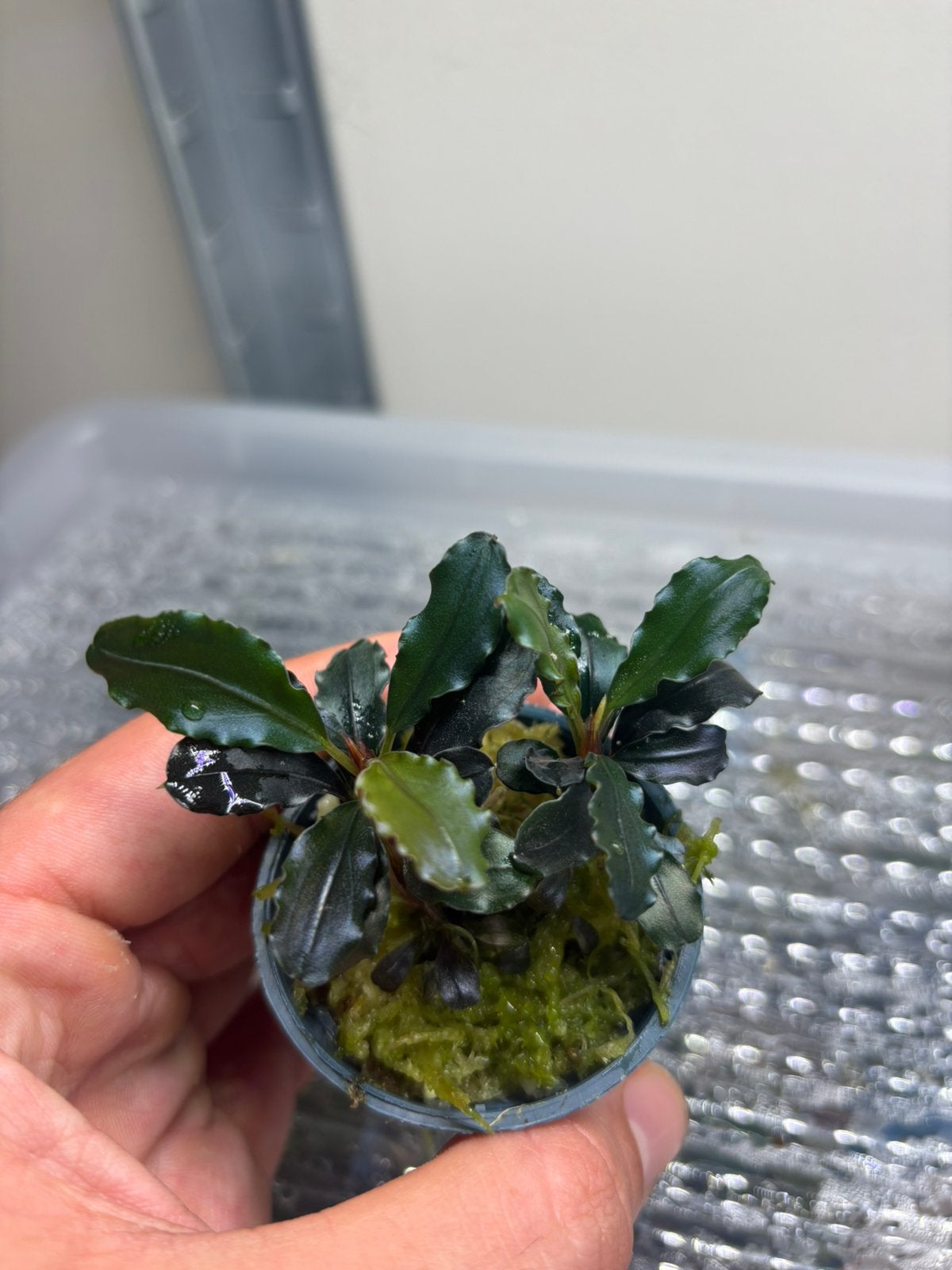 Bucephalandra sp, Animaux & Accessoires, Poissons | Aquariums & Accessoires, Enlèvement ou Envoi, Neuf, Plante(s), Pierre ou Bois