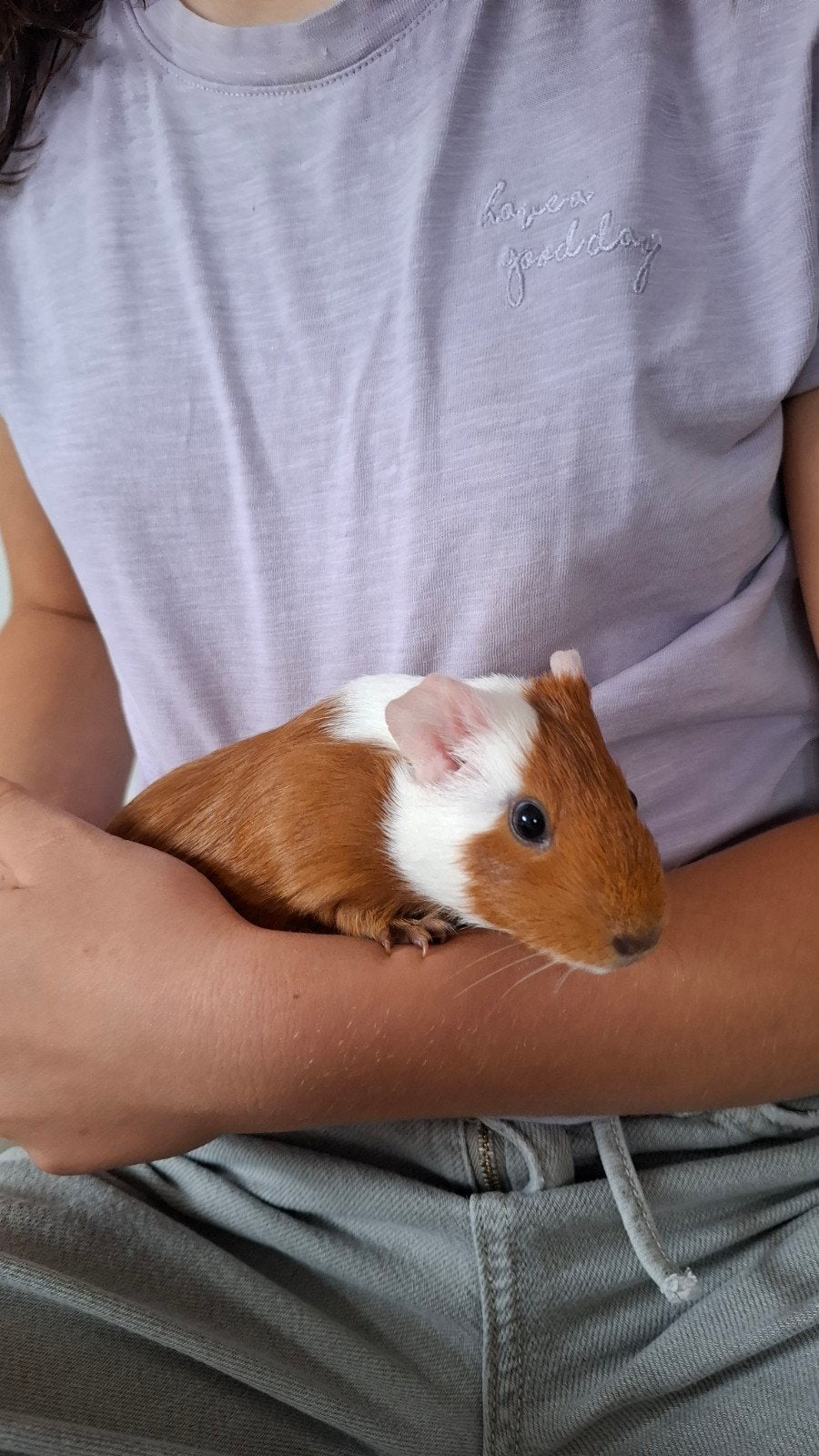 cavia zeugje, Dieren en Toebehoren, Cavia, Juni, Vrouwelijk, Tam