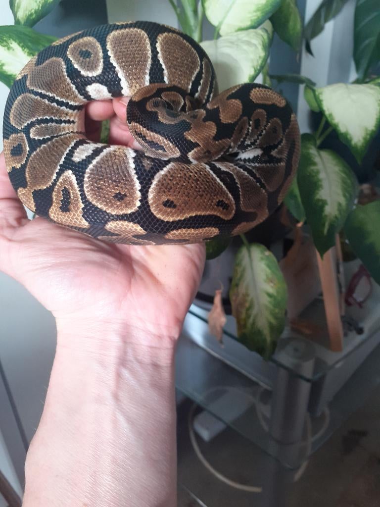 0.1 Python regius, Serpent, 0 à 2 ans