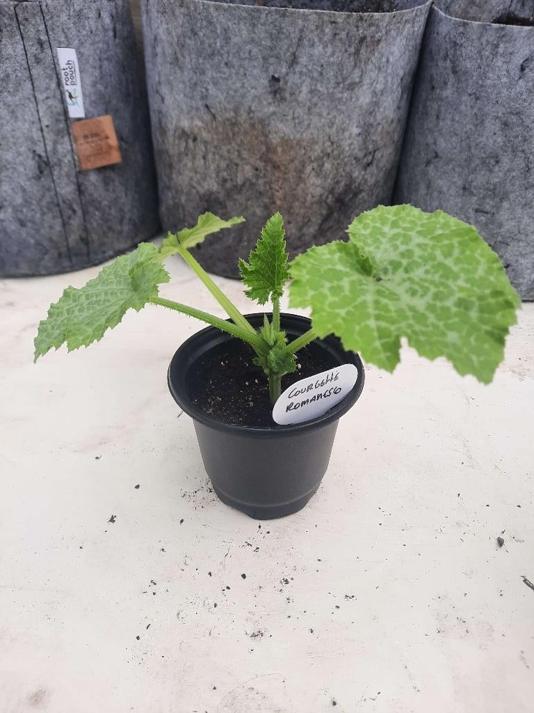 Speciale courgette rassen, Tuin en Terras, Ophalen