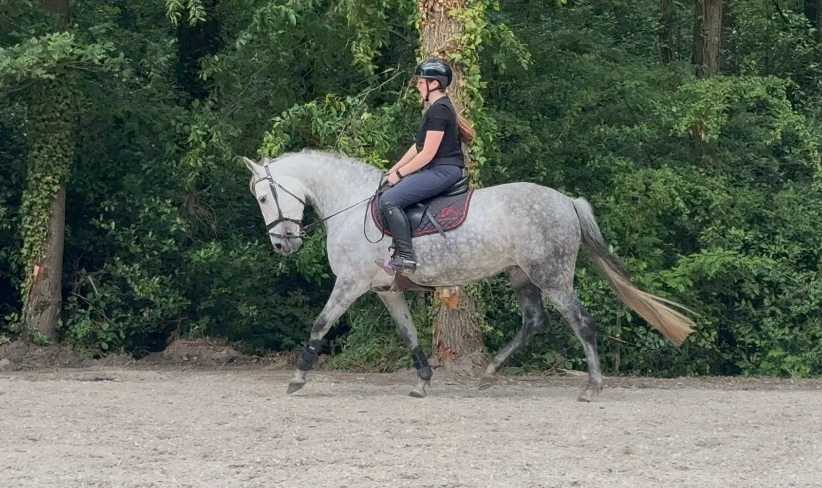 7-jarige schimmelmerrie paard – allround dressuur & springen, Dieren en Toebehoren, Merrie, M