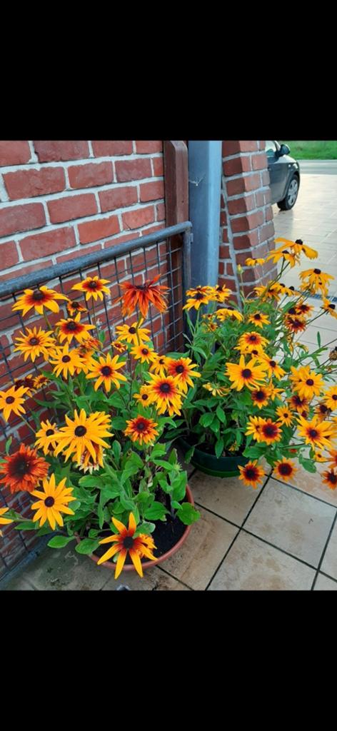 Échinacée jaune résistante (Rudbeckia), Enlèvement, Été