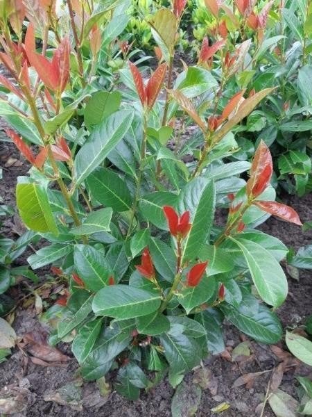 Prunus l. 'On Fire', Tuin en Terras, Ophalen