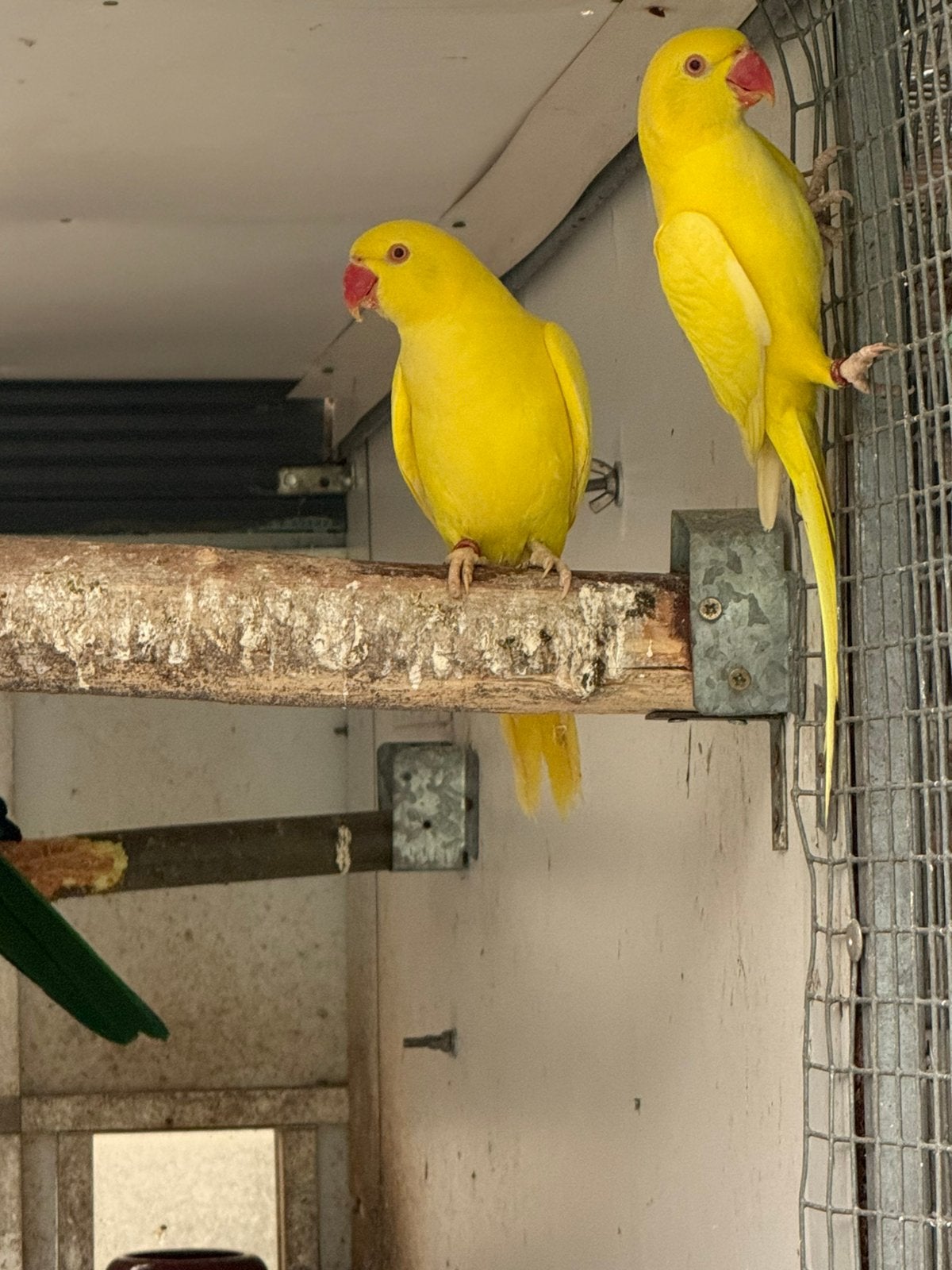 Lutino halsband parkieten, Dieren en Toebehoren