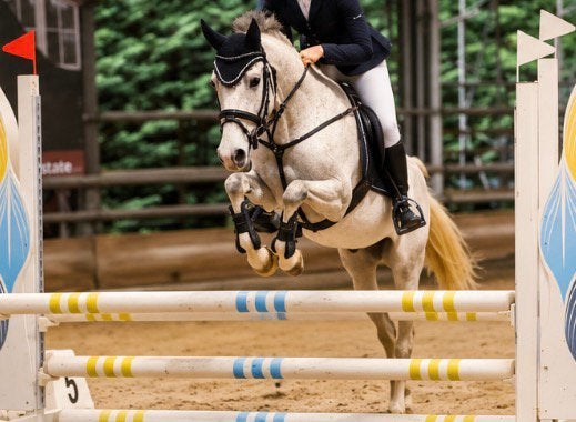 Le poney de sport, Animaux & Accessoires, Hongre
