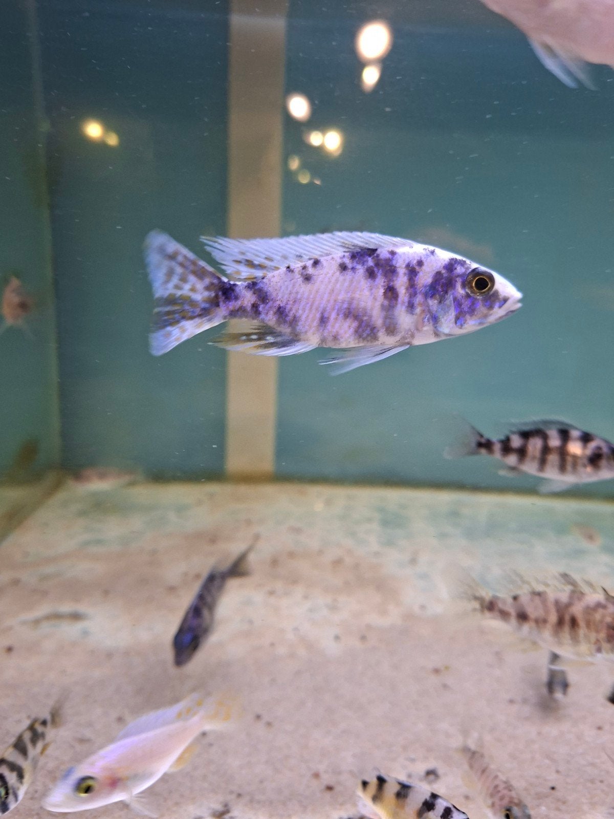 cichlides malawi sciaenochromis ob