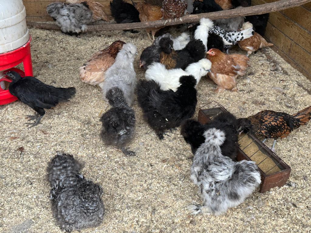 Zijdehoenders verschillende kleuren, Dieren en Toebehoren, Pluimvee