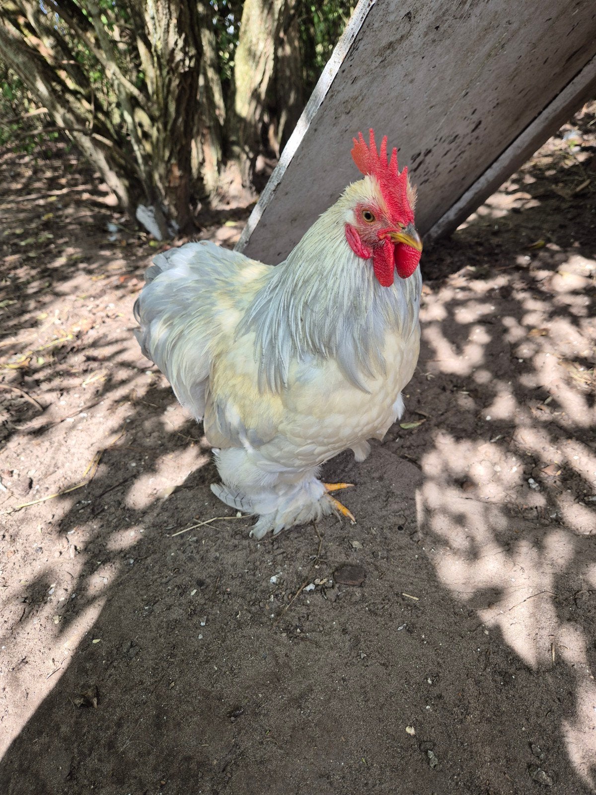 Cochin grijswit haantje, Animaux & Accessoires, Mâle, Poule ou poulet