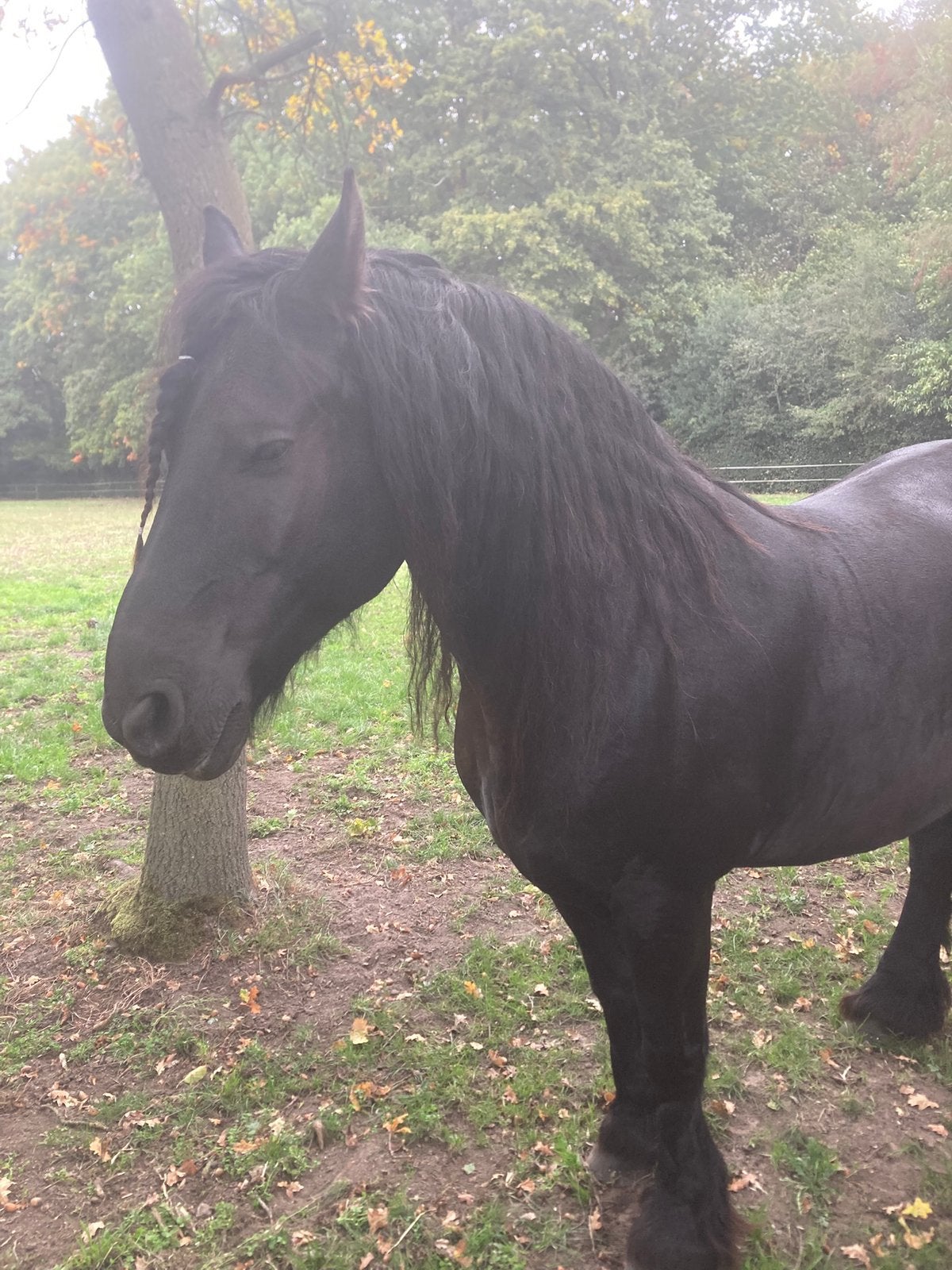 Ik zoek een weidemaatje, Dieren en Toebehoren, Ruin