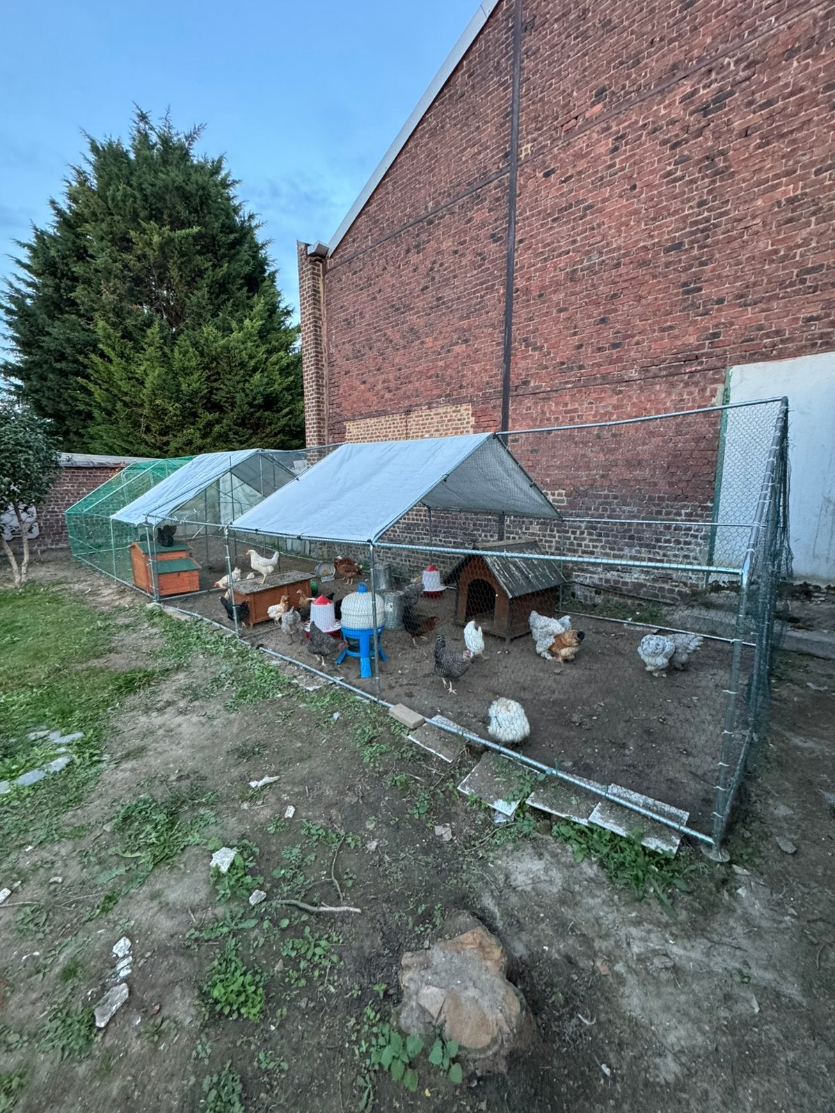 29 poules à vendre. 5 brahma et reste mélange de toute races, Animaux & Accessoires, Enlèvement