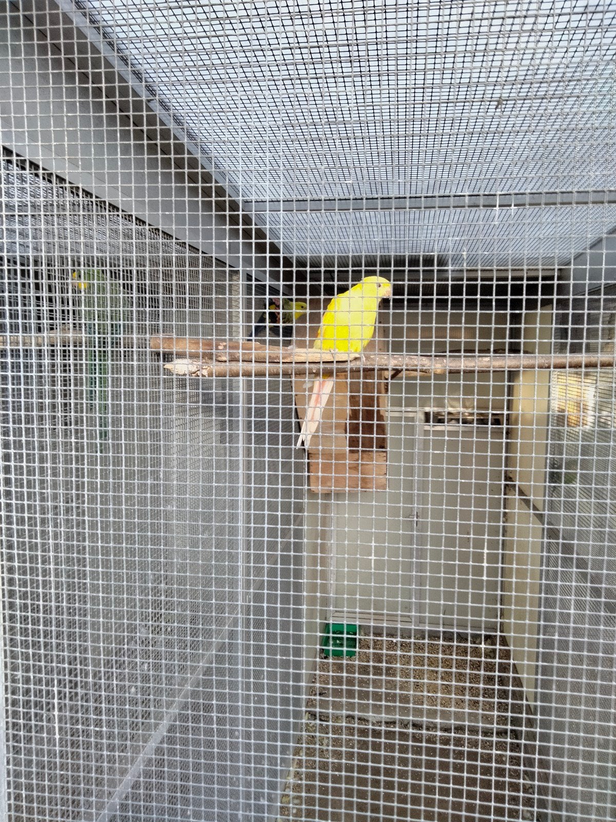 vogels, Dieren en Toebehoren