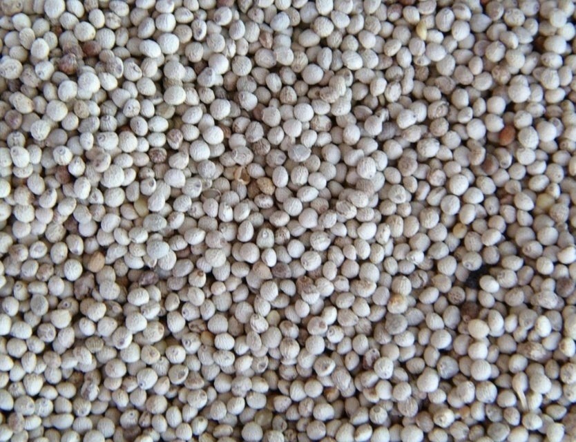 Perilla Wit 1kg - Enkelvoudige zaden - Winkel en Webshop, Dieren en Toebehoren, Vogels | Toebehoren, Ophalen