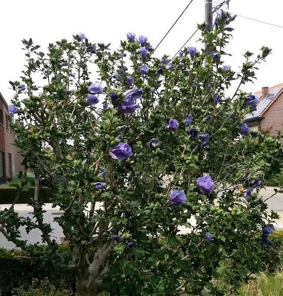 Hibiscus met blauw/paarse bloemen, Tuin en Terras, Ophalen