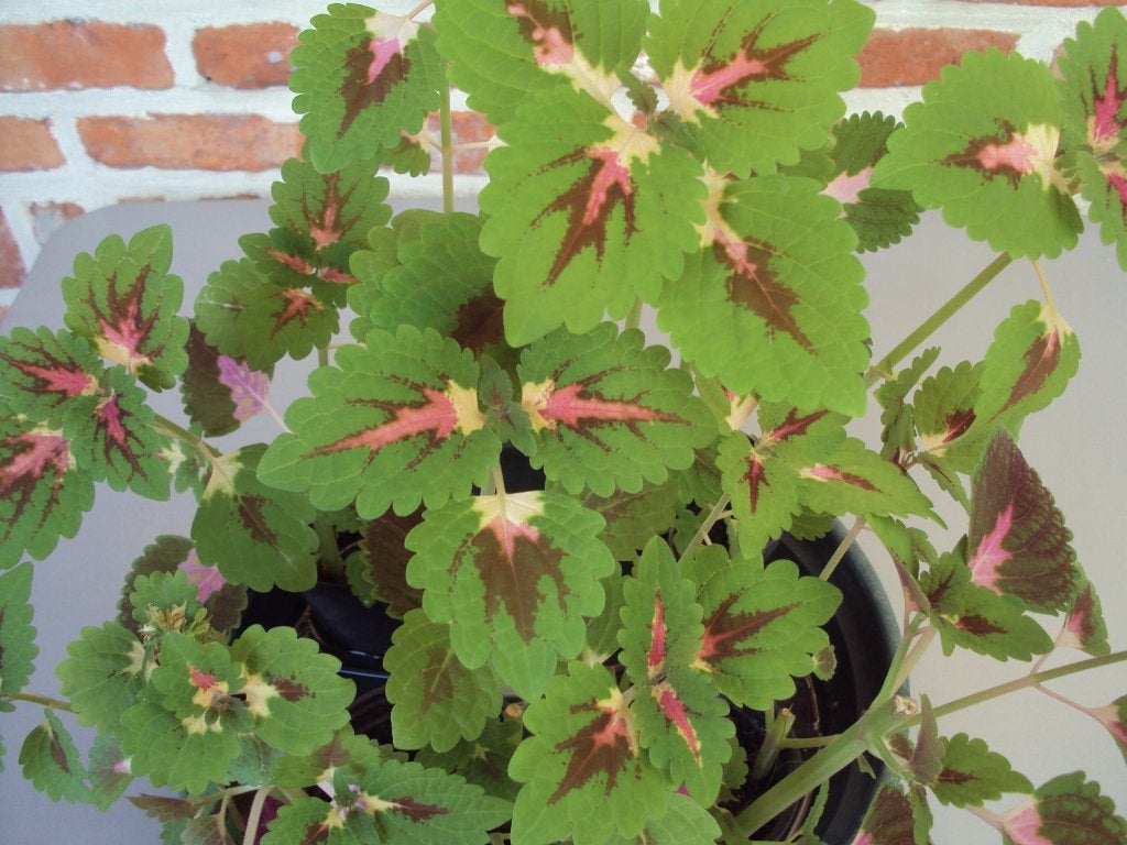 Siernetel / Coleus (3 stuks), Enlèvement