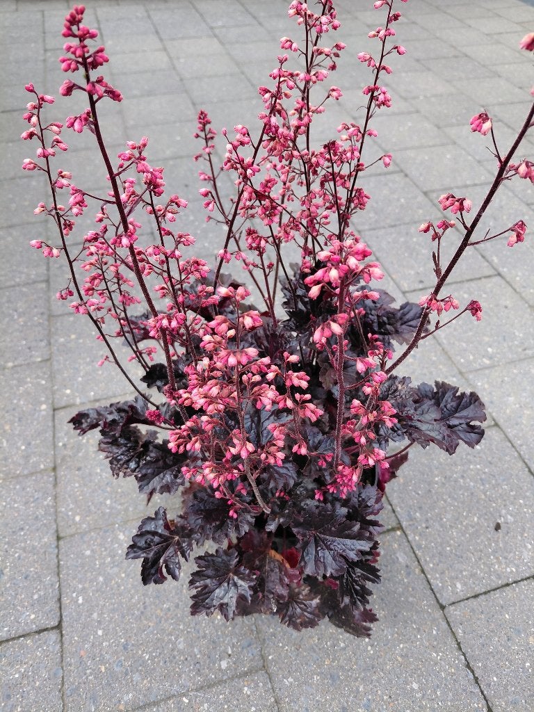 Heuchera Timeless Night, Jardin & Terrasse, Plantes | Jardin, Enlèvement, Mi-ombre
