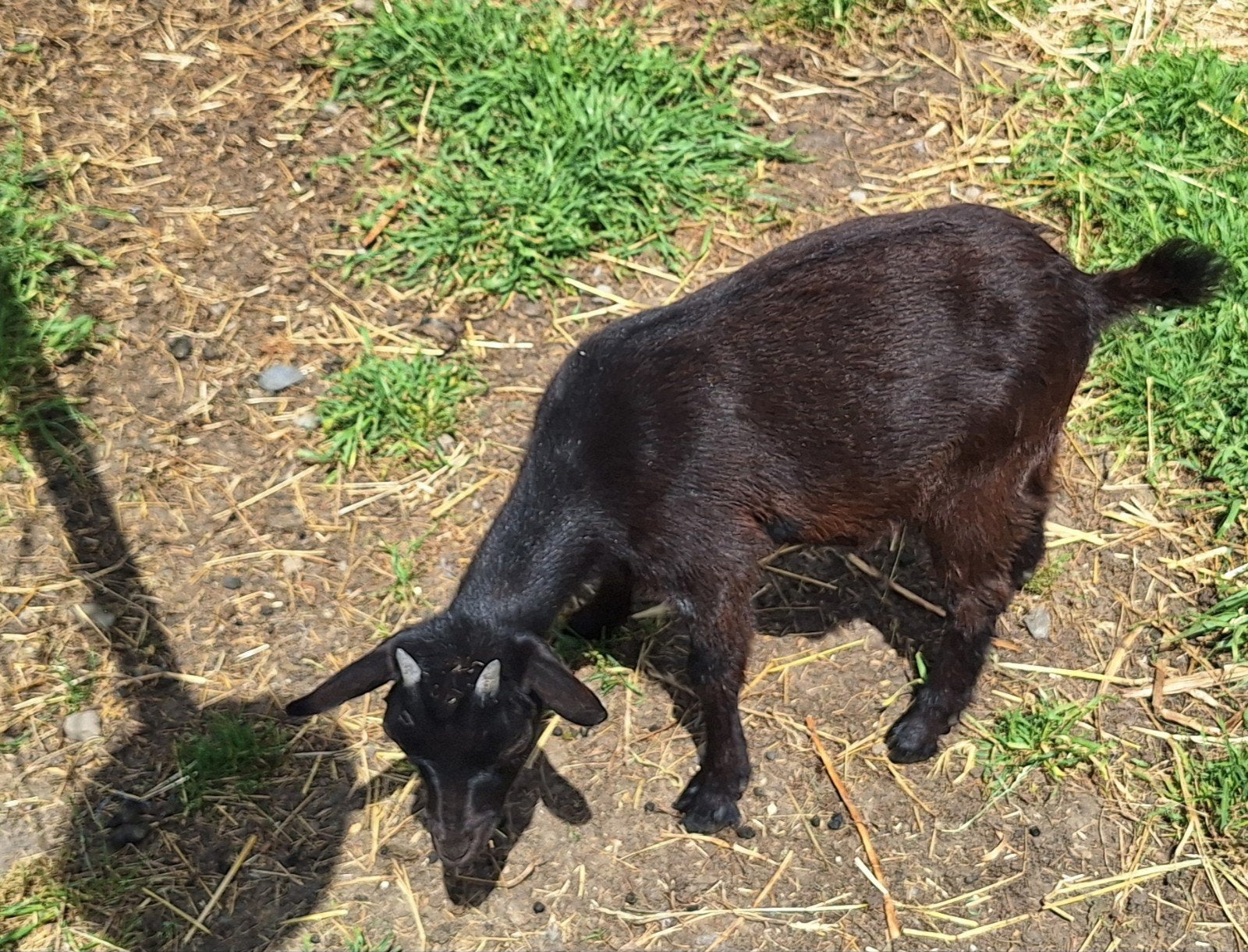 Mieke dwerggeit, Dieren en Toebehoren, Vrouwelijk, Geit, 0 tot 2 jaar