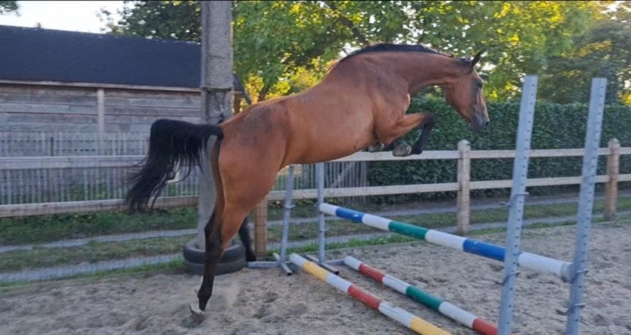 4 jaarse Zangerscheide merrie met top papier ., Dieren en Toebehoren, Paarden, Merrie, M, 170 tot 175 cm, 3 tot 6 jaar, Springpaard