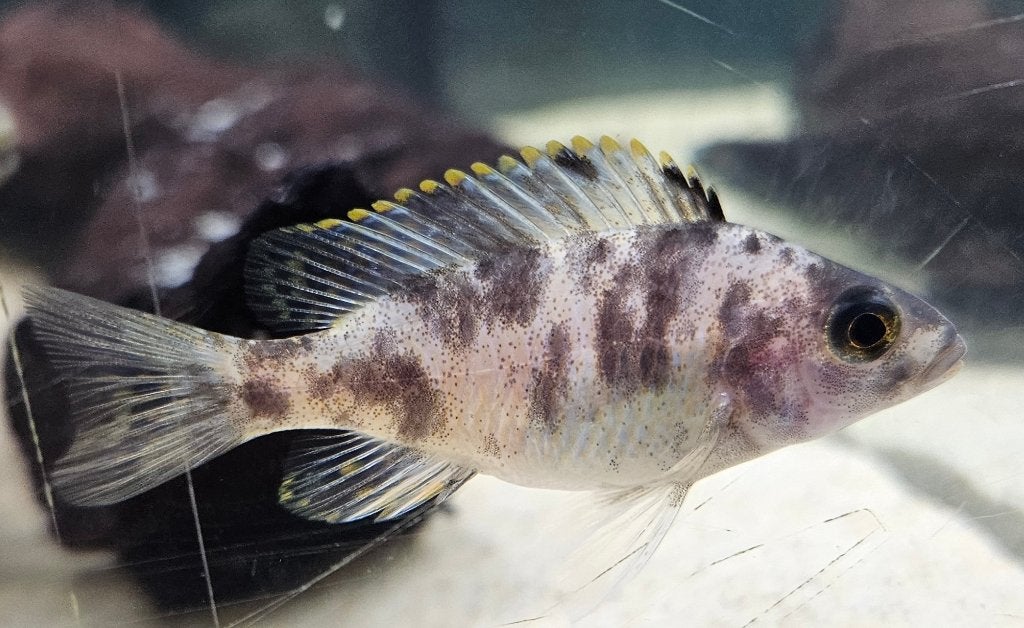Aulonocara red Blotched malawi cichliden, Vis, Zoetwatervis