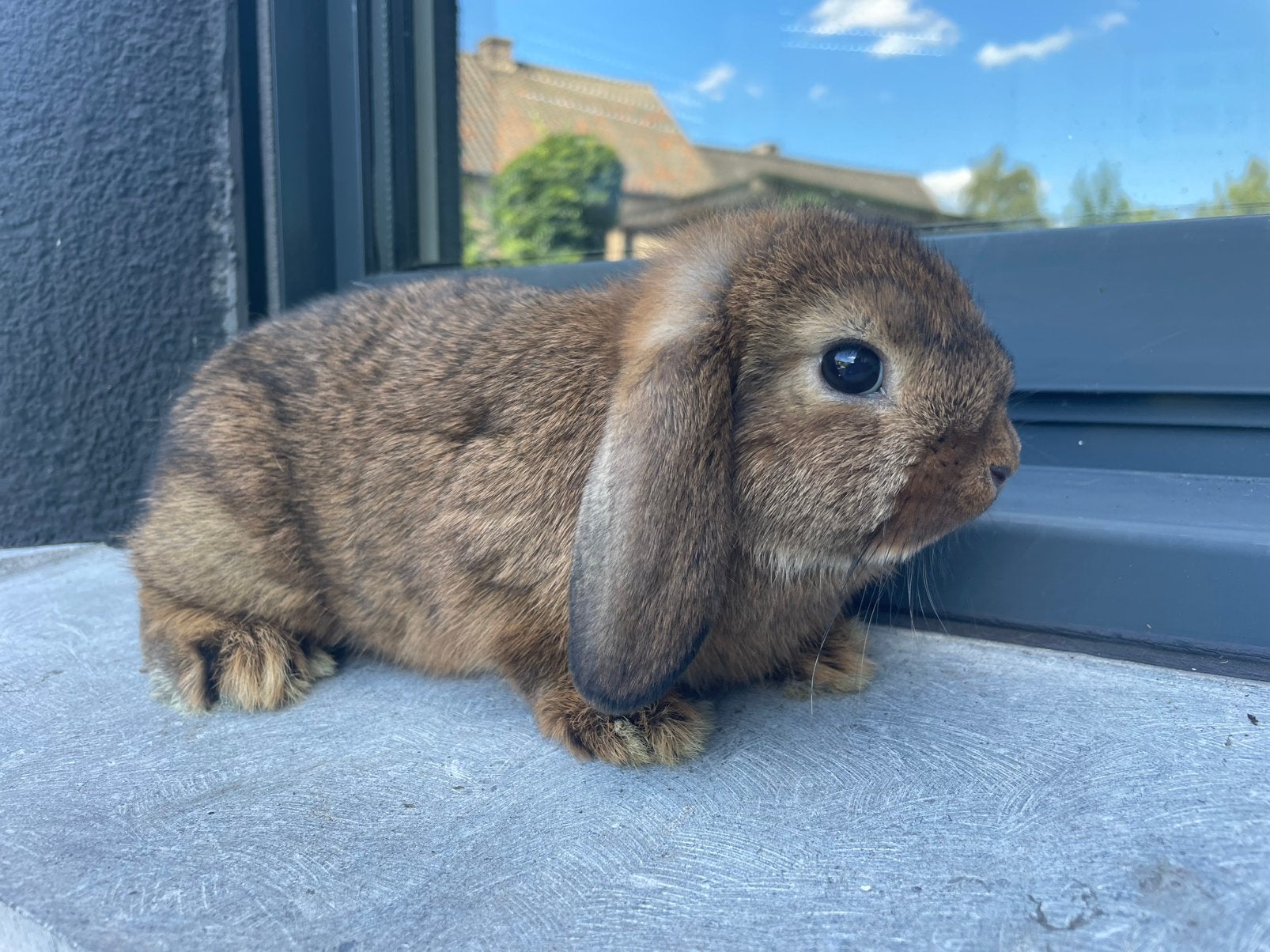 Minilop konijntje, Animaux & Accessoires