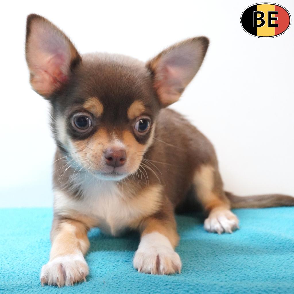 Chihuahua à poil court - chiots belges à vendre, Commerçant, 8 à 15 semaines, Plusieurs, Chihuahua