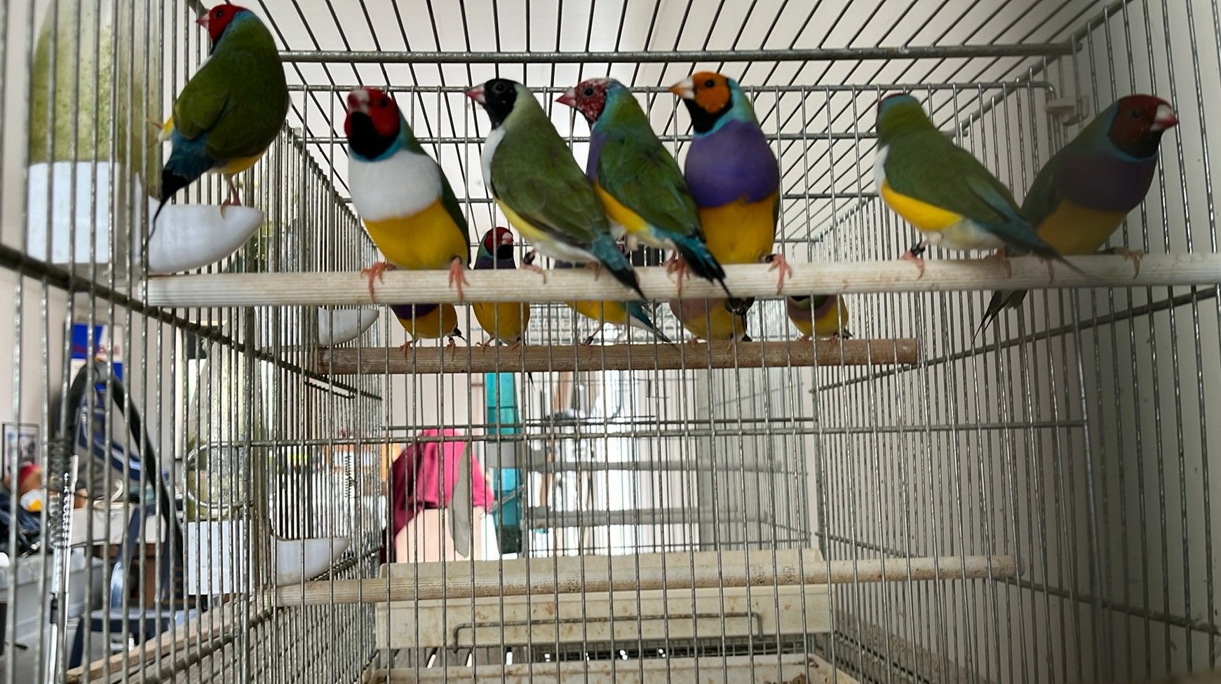 Gouldamadine jongen op kleur., Dieren en Toebehoren, Vogels | Overige Vogels, Meerdere dieren, Tropenvogel, Geringd