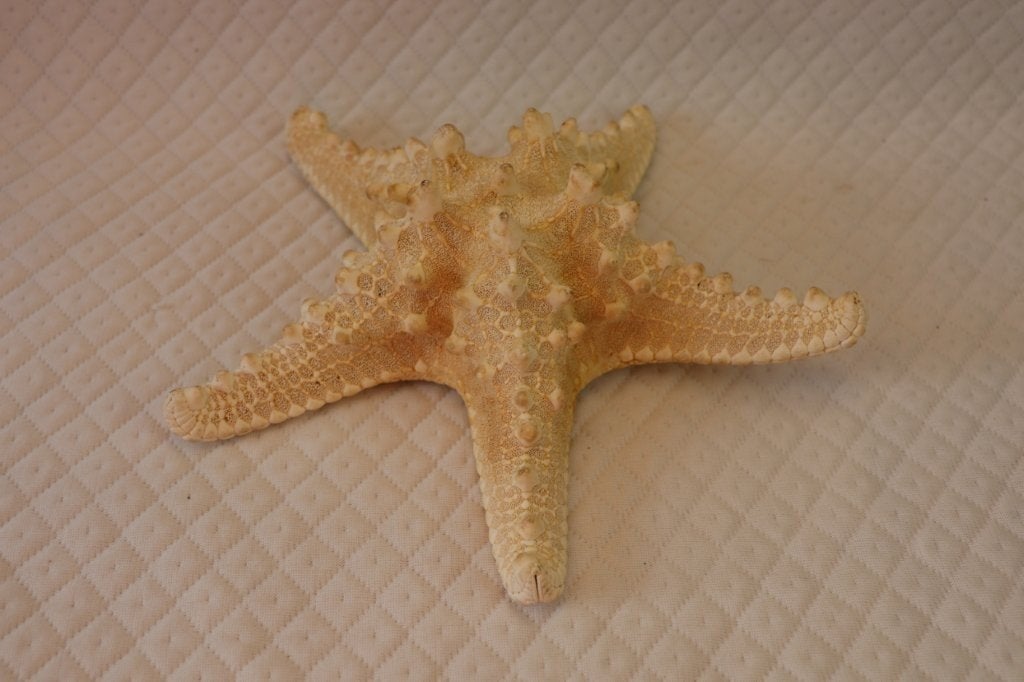 Echte originele Zeester, Verzamelen, Ophalen of Verzenden