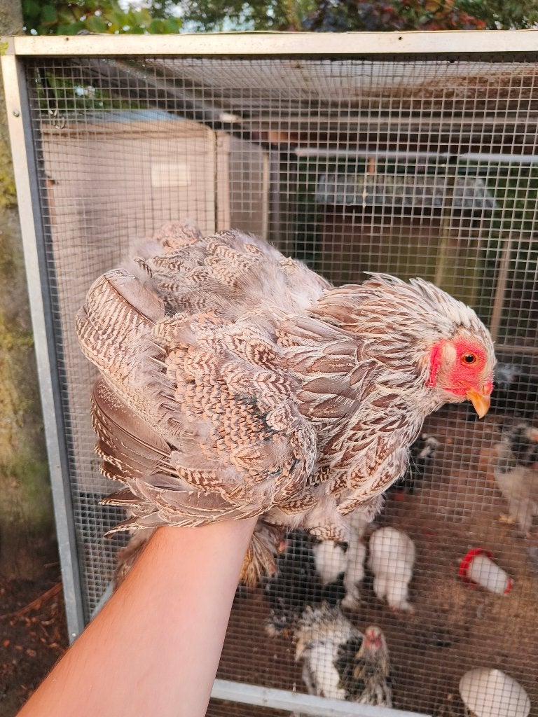 12 brahma groothoen hennen, Dieren en Toebehoren, Vrouwelijk, Kip