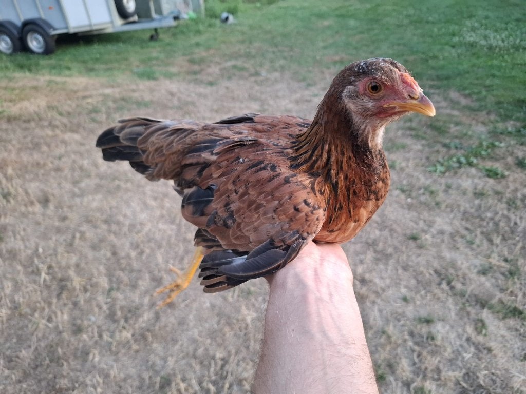 jonge kippen, Dieren en Toebehoren, Pluimvee, Meerdere dieren, Kip