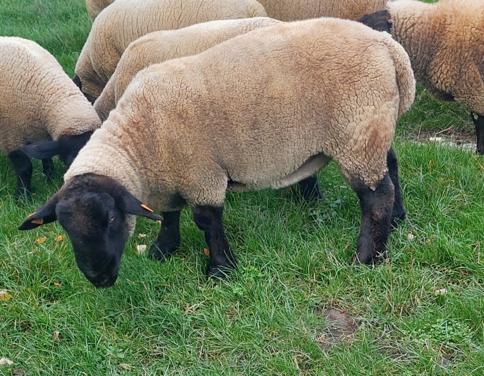 suffolk dekram, Dieren en Toebehoren, Mannelijk, Schaap, 0 tot 2 jaar