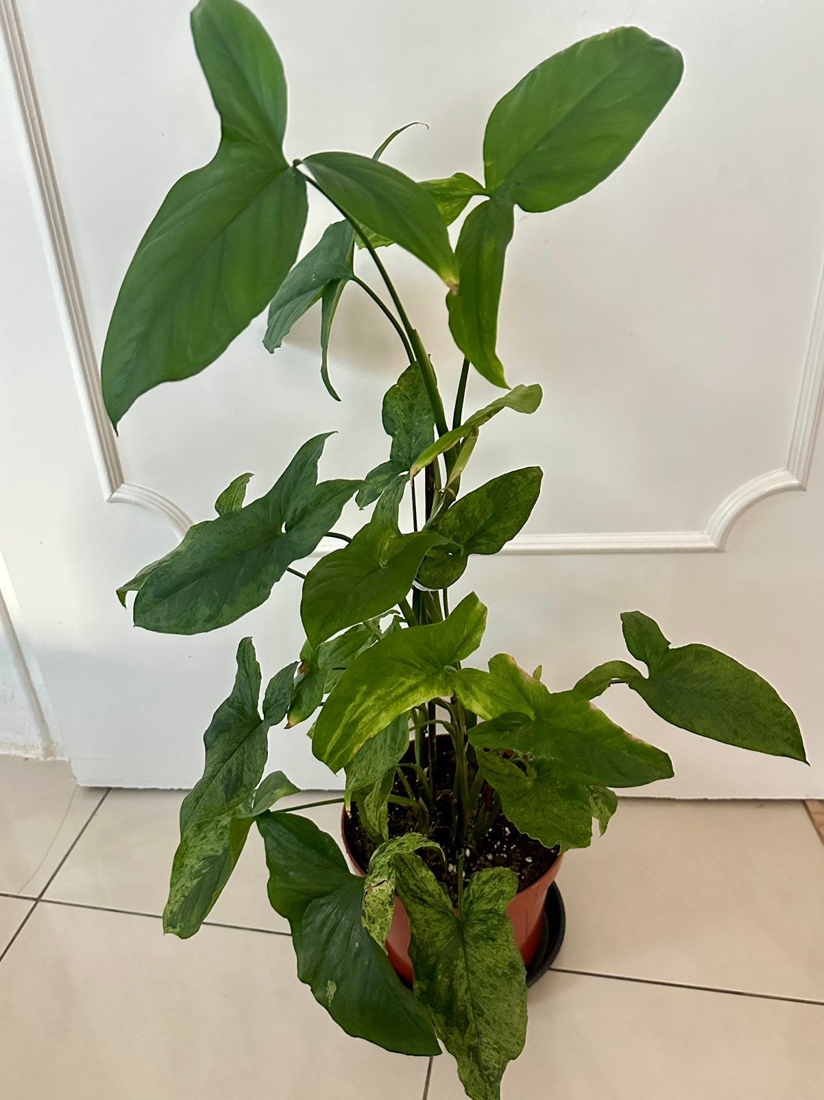 Syngonium Mottled Mojito, Autres espèces, En pot, Moins de 100 cm, Enlèvement