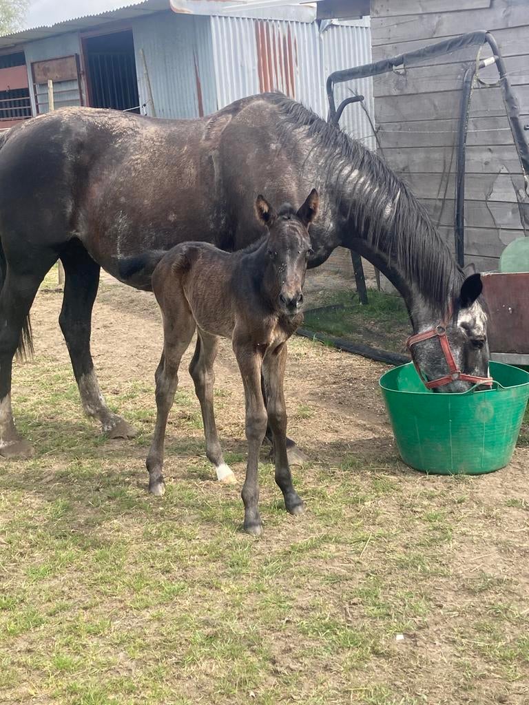 Merrie veulen springen, Dieren en Toebehoren, Merrie, Springpaard, 0 tot 2 jaar, Met stamboom