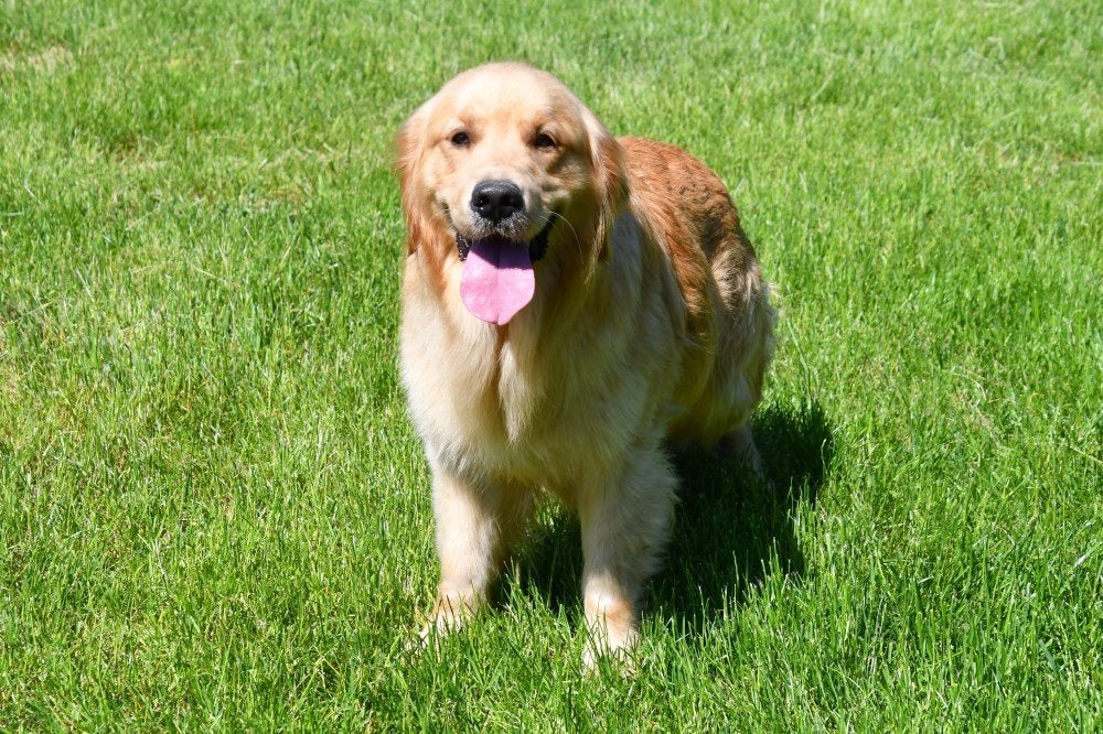 Golden Retriever Étalons